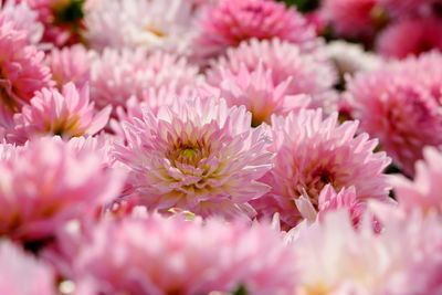 Close-up of pink flowering plants