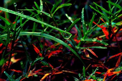 Close-up of wet plants growing on field