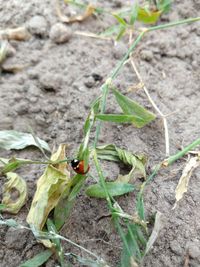 High angle view of insect on plant