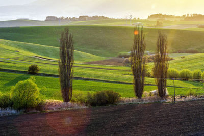 Scenic view of agricultural field against sky