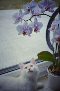 High angle view of cat by purple flower