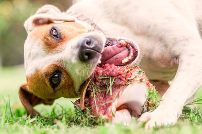 Close-up of dog in grass