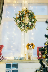 Portrait of dog sitting by tree