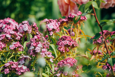 Close-up of pink flowering plants