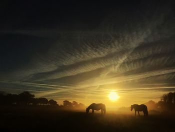 Silhouette of cows on field against sky at sunset