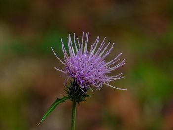 Close-up of thistle flower