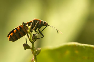 Close-up of insect on plant