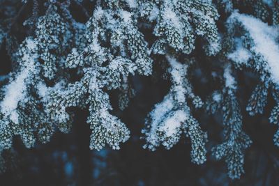 Close-up of snowflakes on tree