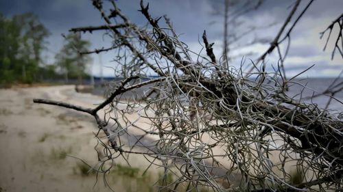 Close-up of bare tree against cloudy sky