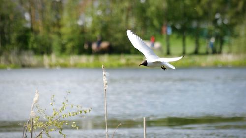 Bird flying over lake