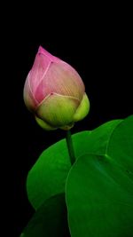 Close-up of lotus water lily against black background