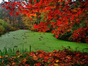 Scenic view of autumnal trees by lake during autumn