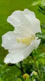 Close-up of wet white flower blooming outdoors