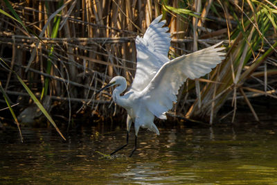 Bird flying over lake