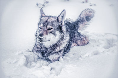 Wolf on snow covered field