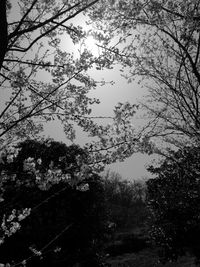 Low angle view of silhouette trees against sky