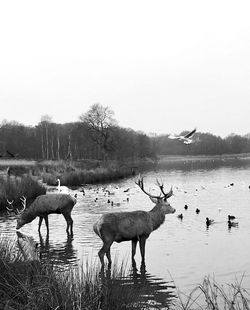 Flock of birds in lake against sky