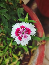 High angle view of pink flowering plant