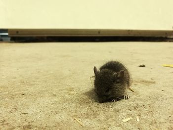 Close-up of lizard on ground