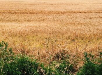 Plants growing on field