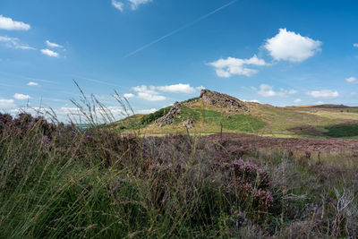 Purple heather at the roaches, staffordshire from hen cloud in the peak district national park, uk.