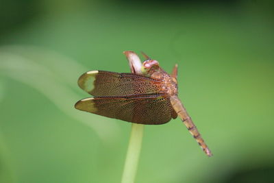 Close-up of damselfly on leaf