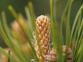 Close-up of flowering plant on land