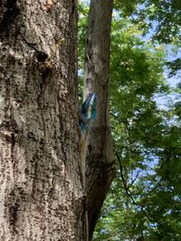 Close-up of a tree trunk in forest