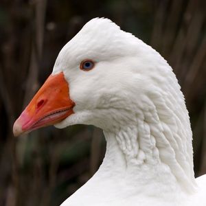 Close-up of a bird