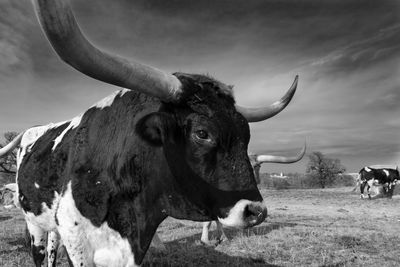 Cow in a field