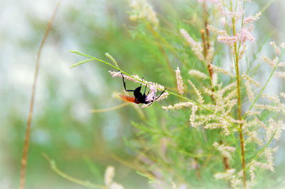 Close-up of insect on plant