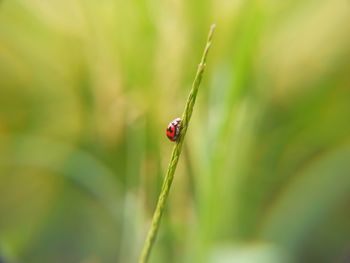 Close-up of ladybug on leaf