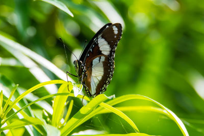 Close-up of butterfly on leaf