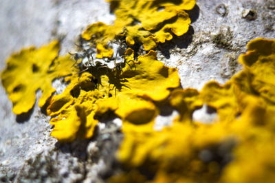 Close-up of yellow moss on rock