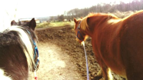 Horse on field