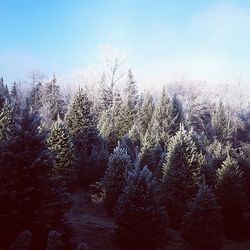 Bare trees on snow covered landscape