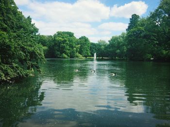 Reflection of trees in water