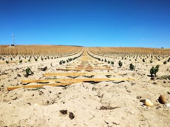 Scenic view of desert against clear blue sky vineyard