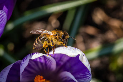 Close-up of bee on crocus flower