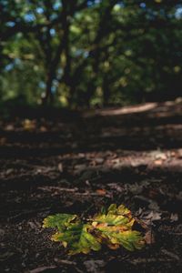 Trees growing on field in forest