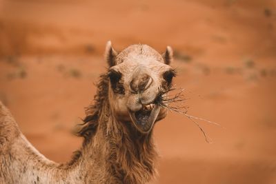 Close-up of camel eating dry plants at desert