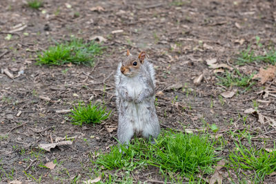 High angle view of squirrel on field