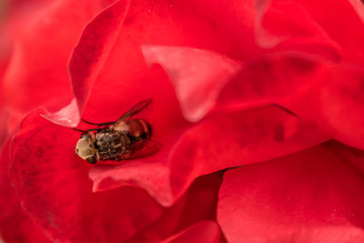 Macro hoverfly in the petals of a red rose. flower flie, syrphid flie. insect in flower