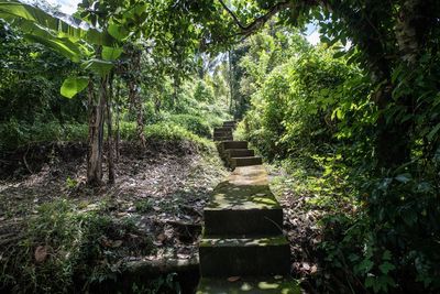 Plants and trees in forest