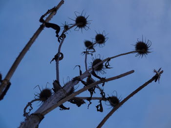 Low angle view of flowers against blue sky