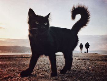 Black cat standing on field against sky