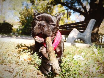 Portrait of a dog sitting on grass