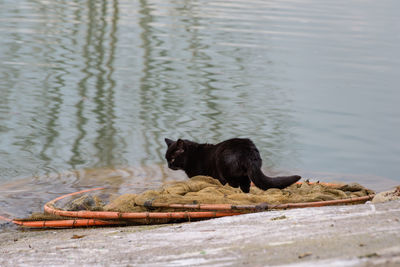 Black dog in lake