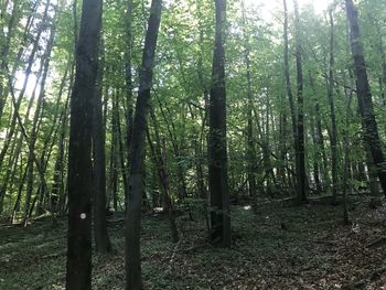 View of trees in forest