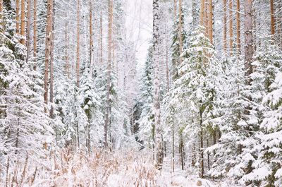 Pine trees in forest during winter